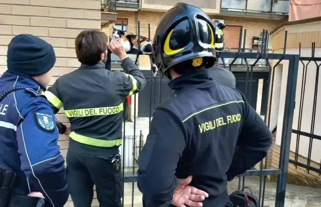 Gatto cade dal 4° piano e s’infilza nella cinta: maxi operazione di soccorso – VIDEO Bollate gatto