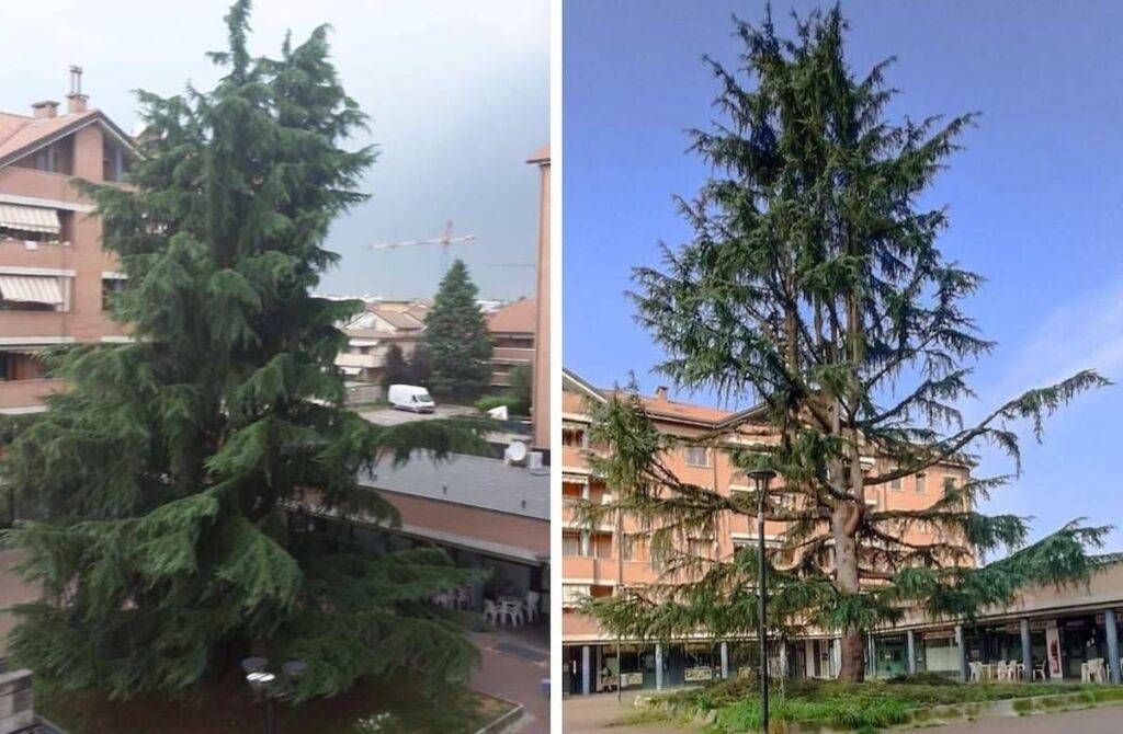 Ricordate lo “Spelacchio” di Roma? Ora ce n’è uno anche a Bollate Spelacchio Bollate albero