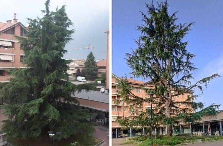 Ricordate lo “Spelacchio” di Roma? Ora ce n’è uno anche a Bollate Spelacchio Bollate albero