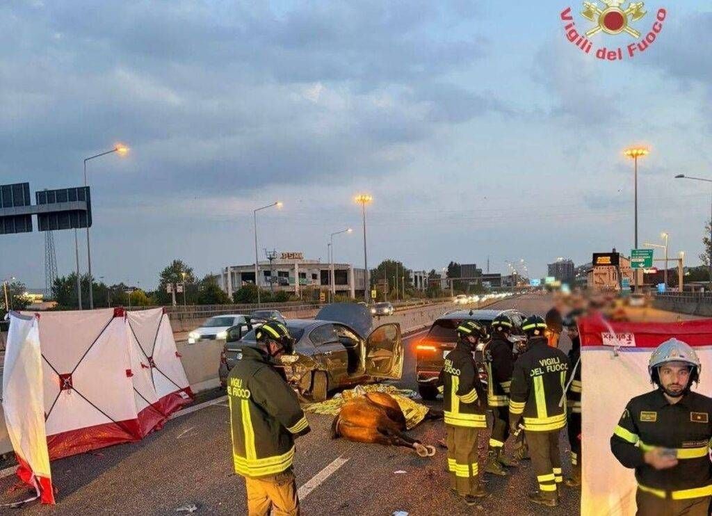 Serata di paura a Monza: cavalli in fuga in galleria, scontro con tre auto, morto un animale cavallo investito monza incidente