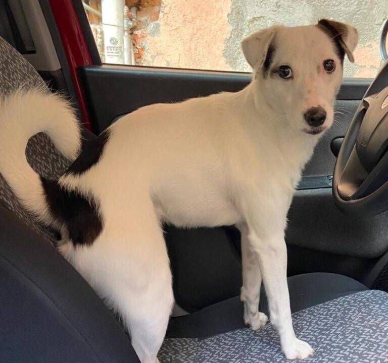 Uboldo, cane aggredito da pitbull: si cerca il padrone cane aggredito 768x720