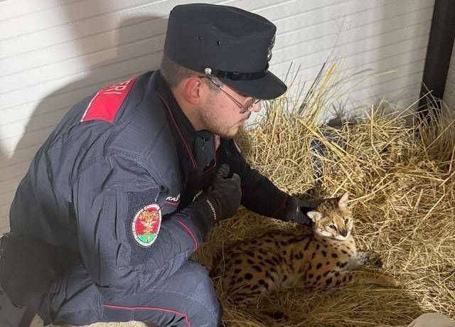Un gattopardo africano tra Arese e Garbagnate: catturato il felino selvatico nel parco – VIDEO gattopardo africano