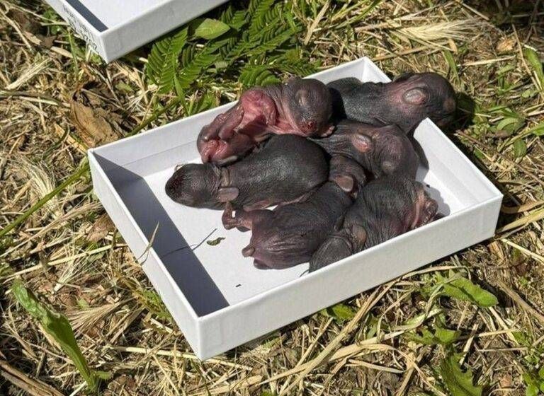 Novate Milanese, cuccioli di conigli abbandonati all’ingresso del parco Cuccioli lepre novate