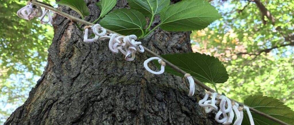 Torna l’allarme per la Takahashia Japonica, la cocciniglia ad anelli che infesta le nostre piante Takahashia japonica