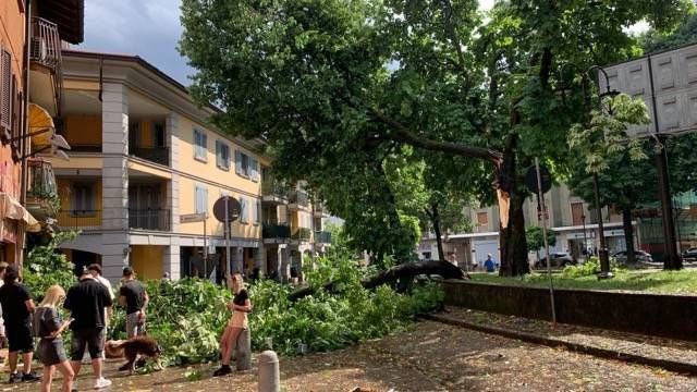 Alberi caduti Garbagnate0 dimensioni medie