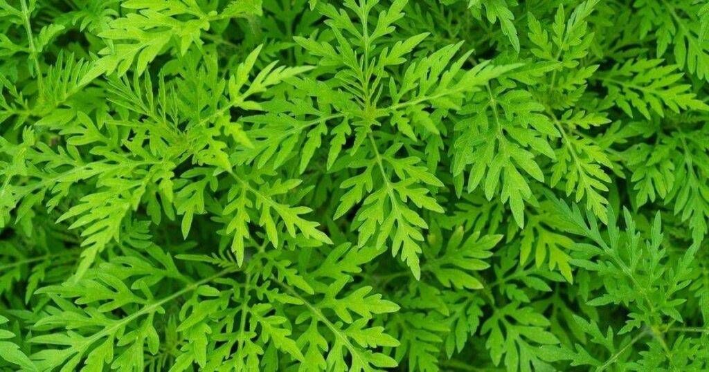 Uboldo, ordinanza contro l’ambrosia: sfalci obbligatori e multe fino a 500 euro Uboldo ambrosia