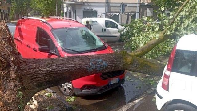 Violento nubifragio tra Garbagnate, Cesate e Saronno: alberi abbattuti e strade bloccate Garbagnate alberi caduti