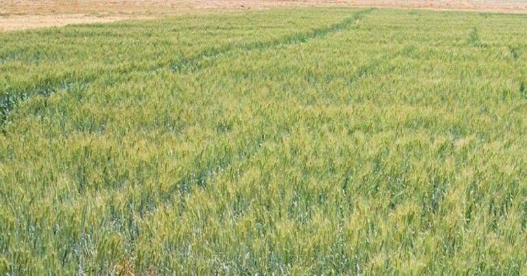 Saronno, il Campo di Oz entra nel vivo: ortaggi a km zero e inclusione sociale Saronno campo