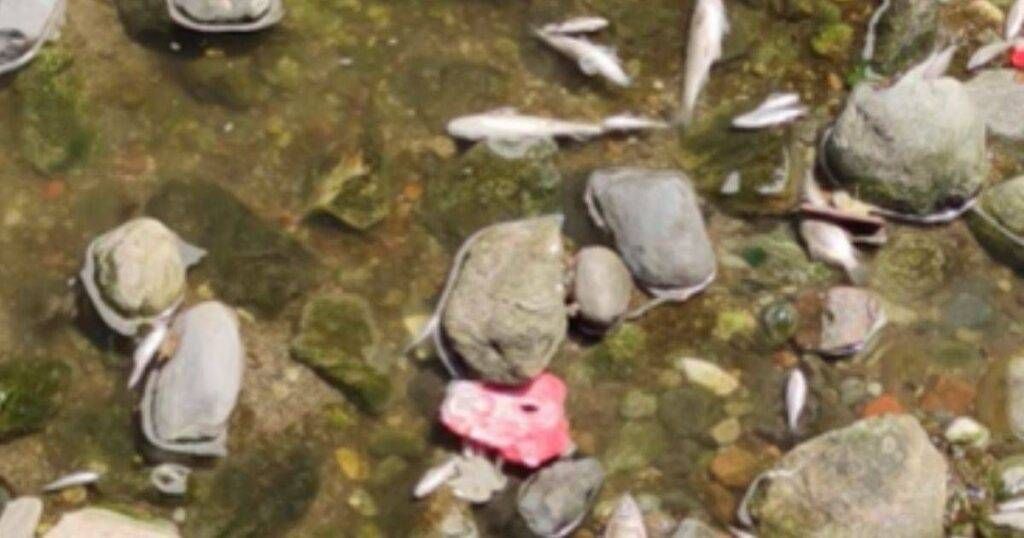 Saronno, pesci morti e schiuma nel torrente Lura: i residenti chiedono verifiche Saronno pesci morti