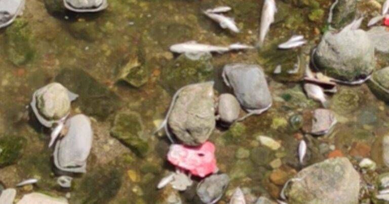 Saronno, pesci morti e schiuma nel torrente Lura: i residenti chiedono verifiche Saronno pesci morti