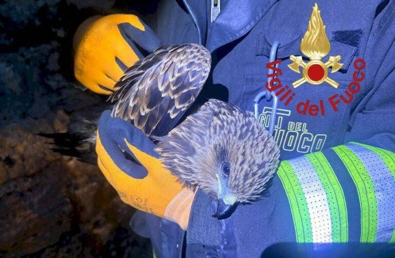 Nibbio ferito, salvato con l’intervento dai Vigili del fuoco NIbbio ferito