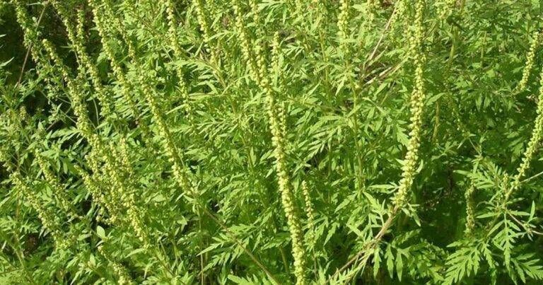 Lazzate, ordinanza contro l’ambrosia: sfalci obbligatori e multe fino a 500 euro Lazzate ambrosia