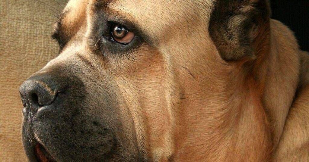 Lazzate, il Comune sostiene la campagna Enpa: appello contro l’abbandono degli animali in estate Lazzate animali