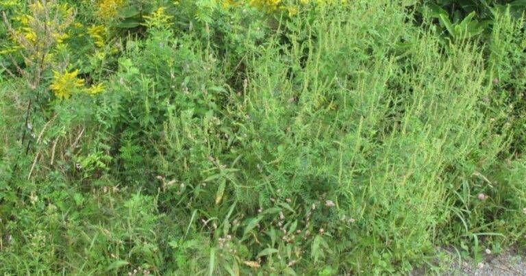 Limbiate, scatta l’obbligo di sfalcio dell’ambrosia dopo l’ordinanza del sindaco Limbiate ambrosia