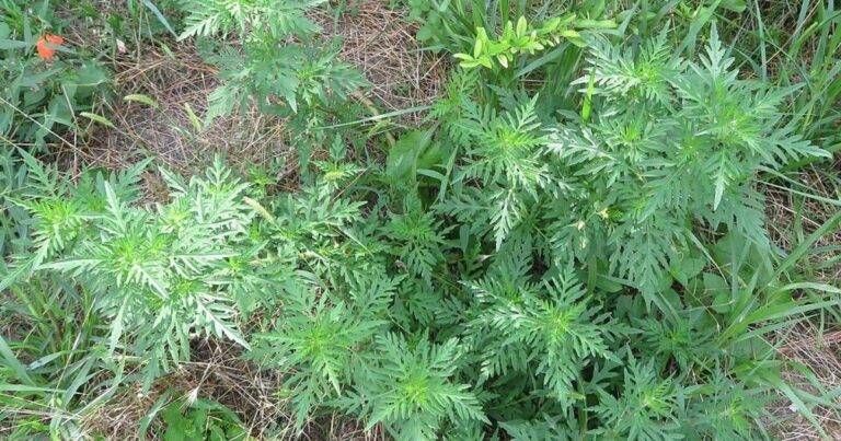 Rovellasca, lotta all’ambrosia: obblighi per i proprietari e sanzioni fino a 500 euro Rovellasca ambrosia