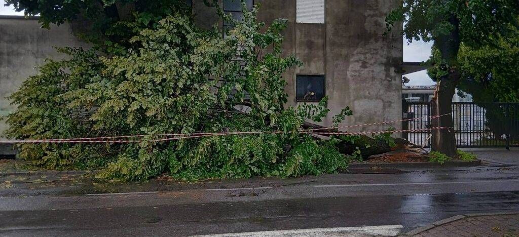 Maltempo, allagamenti, alberi caduti tra Rovellasca, Lazzate, Misinto e Lentate sul Seveso lentate albero caduto