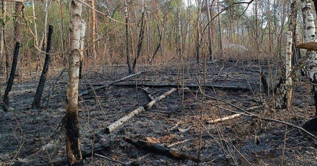 Parco delle Groane, a Ferragosto niente barbecue e fuochi: scatta il divieto Groane Ferragosto