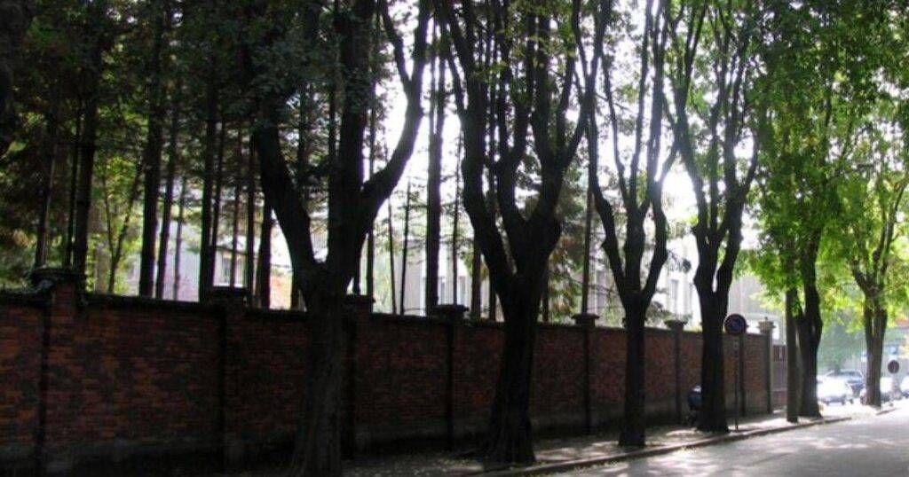 Saronno, potature in piena estate: Legambiente chiede lo stop agli interventi non urgenti Saronno potature