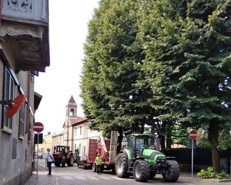 Caronno, 100 alberi pericolosi da abbattere alberi prima 768x617