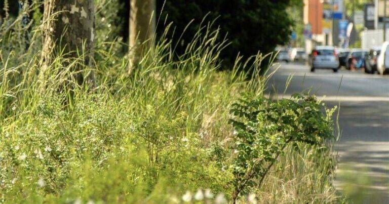 Gerenzano, ordinanza del sindaco: obbligo di tagliare alberi e siepi pericolosi lungo le strade Gerenzano ordinanza sindaco