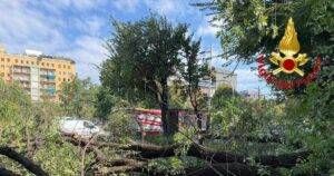 ramo albero Milano