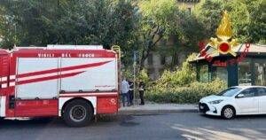 ramo albero Milano