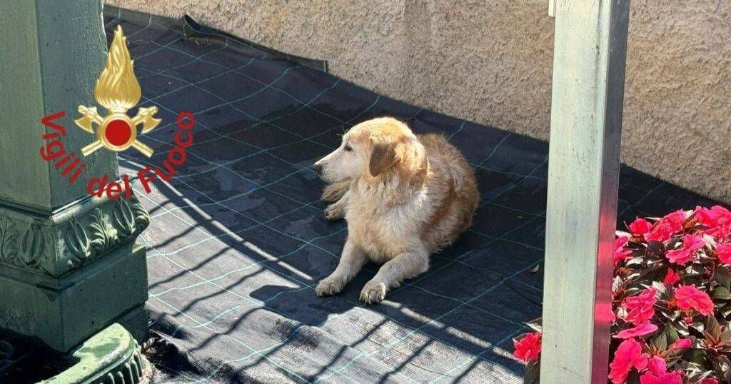 Mariano Comense, cane nel canale salvato dai vigili del fuoco – VIDEO Mariano Comense cane nel canale