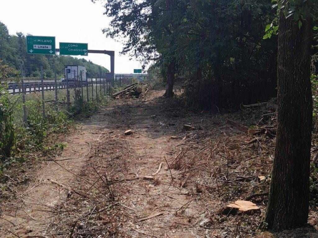 A Gerenzano e Origgio si abbattono gli alberi pericolanti taglio alberi dirimpetto autostrada 1024x768