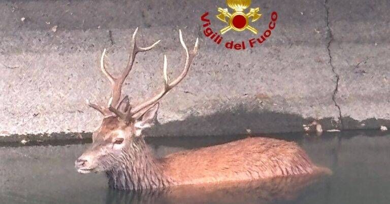 Cervo in difficoltà nel Canale Villoresi a Castano Primo, intervento dei vigili del fuoco Cervo canale villoresi