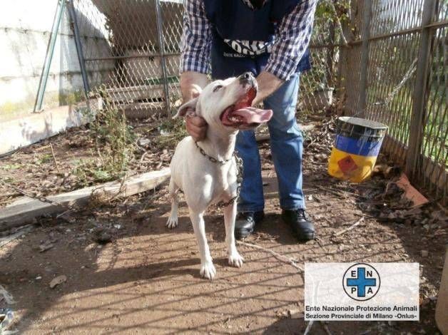 Bollate, sequestrati 5 cani e 2 cavalli maltrattati enpa
