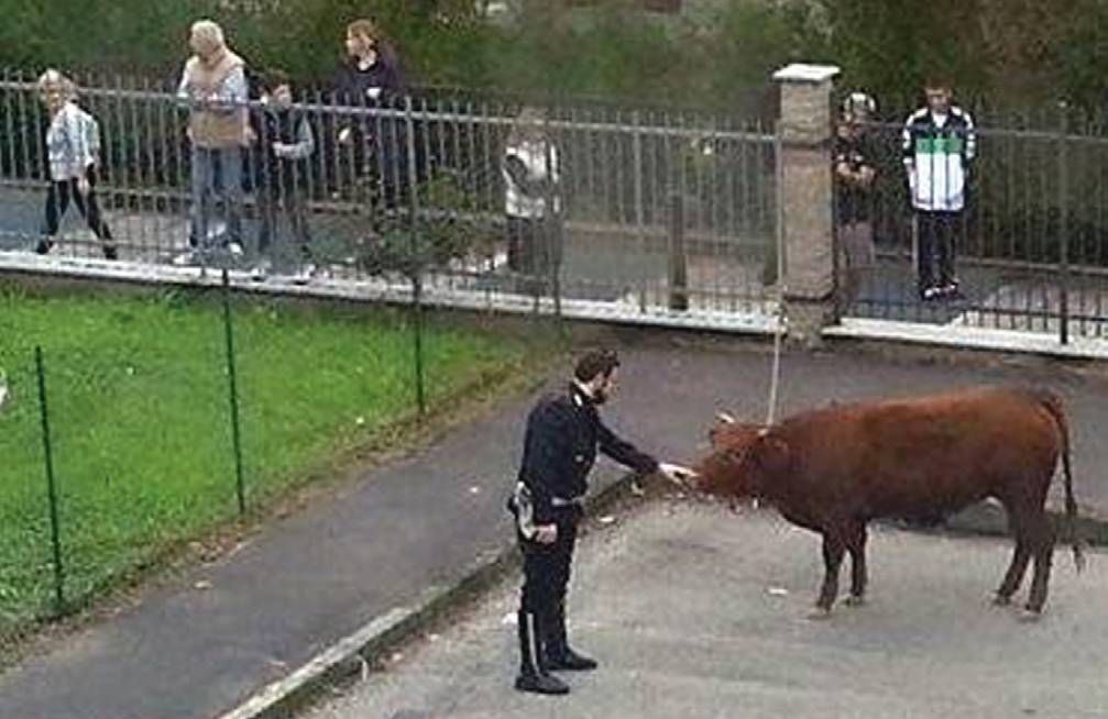 Toro a spasso per le vie di Arese toro