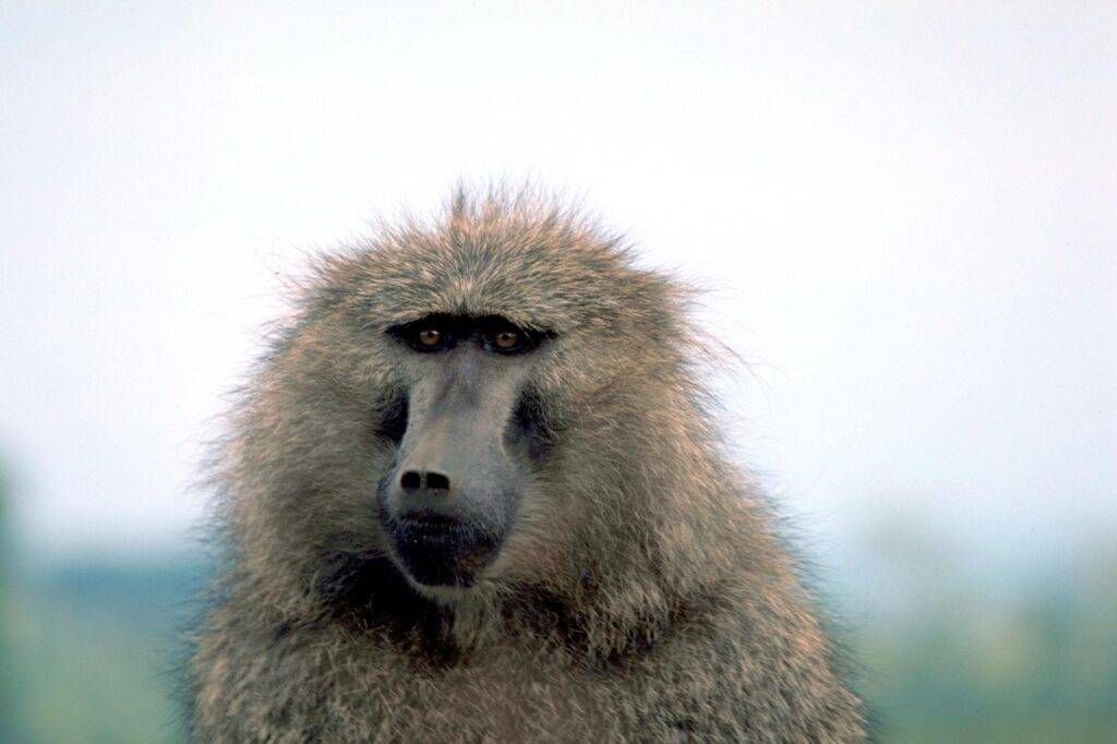 Olive baboon 1024x682