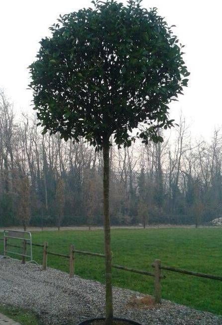 Bollate, parte il restyling di via Roma piante via roma