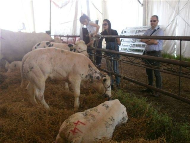 Boom di presenze alla Fiera del 25 Aprile: 30mila persone stand bovini