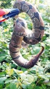 pitone in via biscia