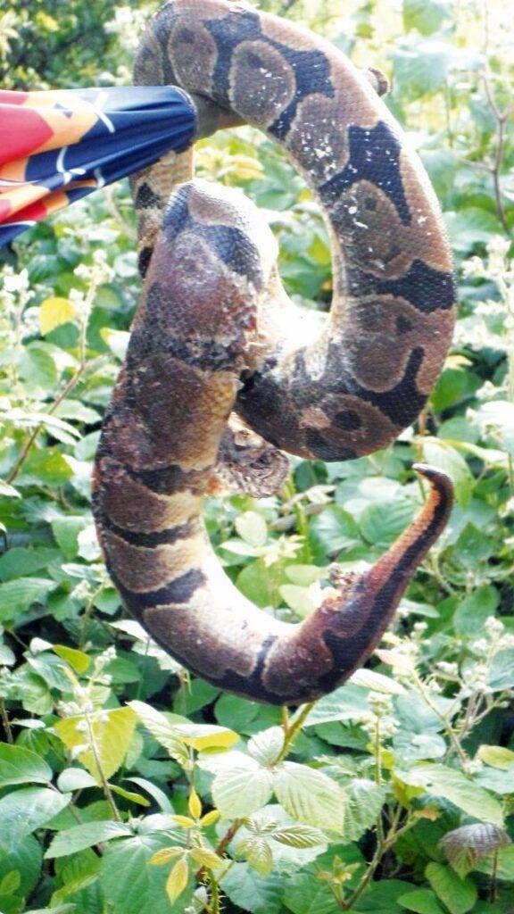 pitone in via biscia 576x1024