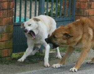 aggressioni-di-cani