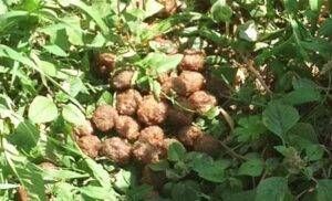 polpette avvelenate e1566412755436 300x182