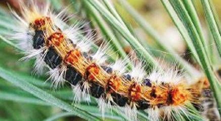 Allarme processionaria a Santa Maria Rossa di Garbagnate processionaria2