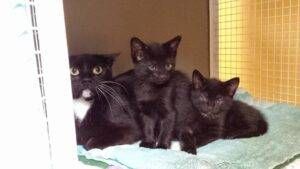 13344621_1714855355435589_8723318485889609876_n