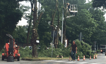 Bollate, si abbattono 58 robinie “Sono malate”. Ed è protesta Schermata 2016 07 15 alle 20.54.22