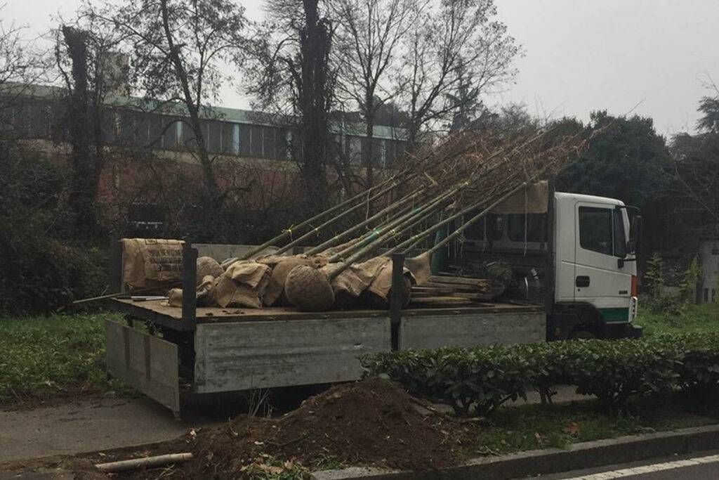 Bollate, 84 nuovi tigli al posto di 58 robinie (malate) 15541091 1402574933115807 6725002057554122583 o 1024x683