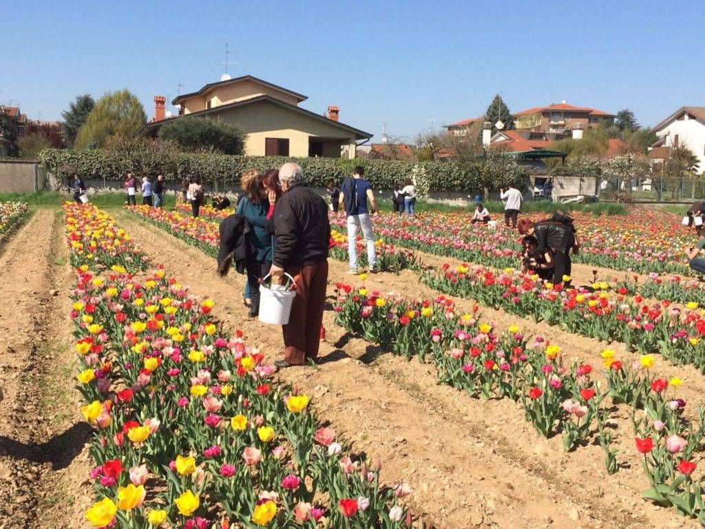 CornaredoTulipani2 1024x768