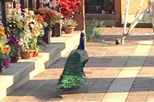 senago pavone 300x200