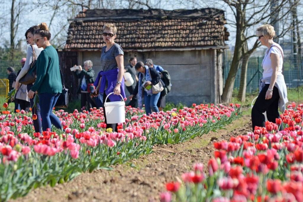 Tulipani come in Olanda: a Paderno sbocciano 200mila fiori da raccogliere tulipani 1024x683