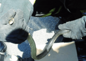 Schermata del 2017 06 14 183952 300x211