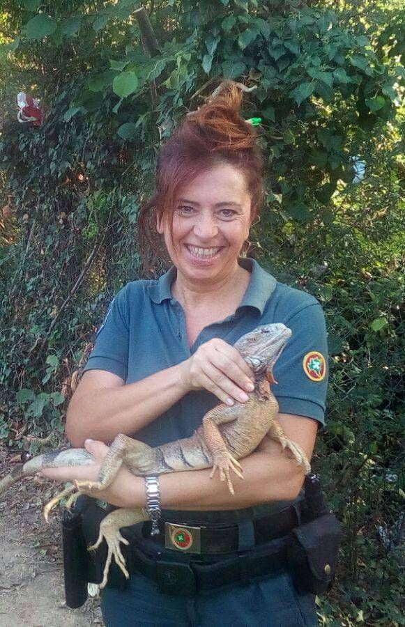 Bollate, ritrovata una iguana nel Parco delle Groane: mobilitazione a Castellazzo 20479724 10212136994932277 6561209198891334109 n