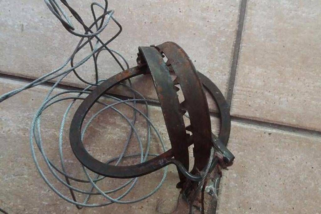 tagliola arese 1024x683