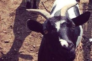 capre gerenzano 300x200