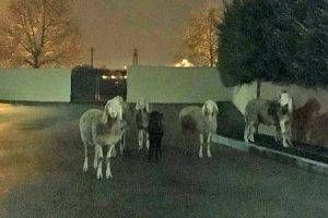 pecore arese 300x200